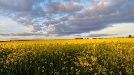 Zemgales zemnieki raizējas par “zaļināšanas likumu”