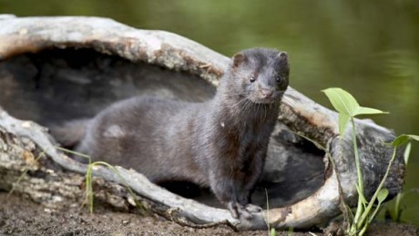 Kādi apstākļi ir zvēraudzētavā?